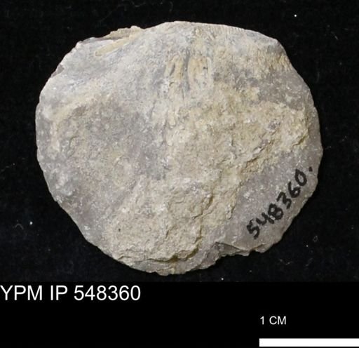Stropheodonta navalis