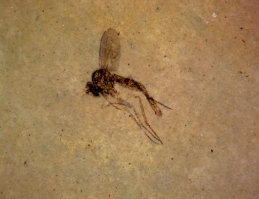 undet. Diptera