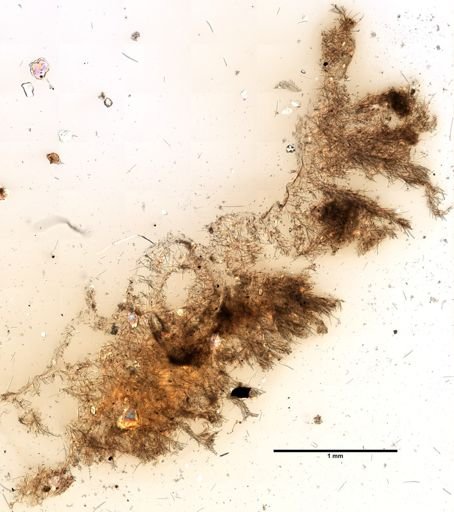 Protosuberites ectyoninus