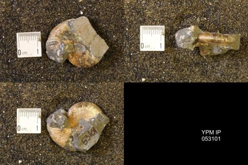 Discoscaphites conradi
