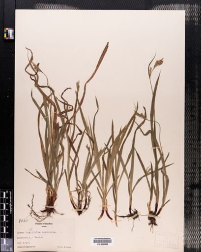 Carex hirtifolia