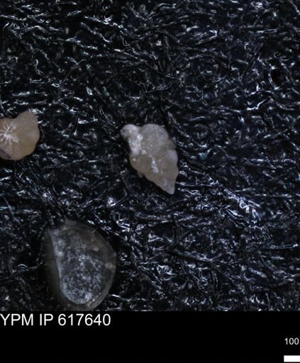 undet. Heterohelicidae