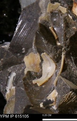 Protocardia sp.