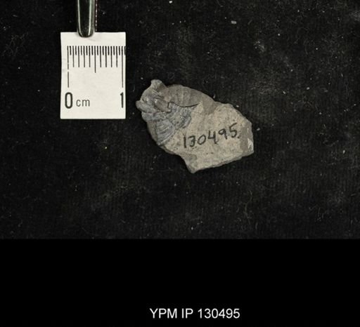 Proetus?
