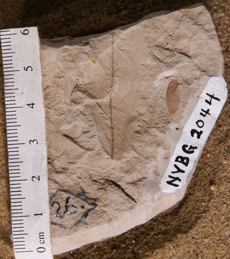 Cedrela pteraformis