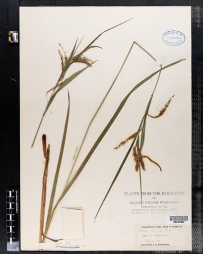 Carex crinita