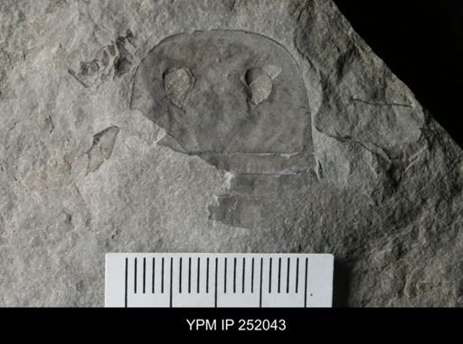 Eurypterus sp.