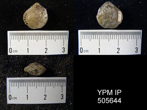 undet. Athyridida
