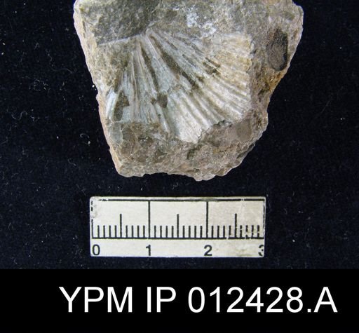 Spirifer triplicatus