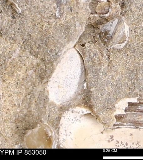 Limopsis striatopunctatus