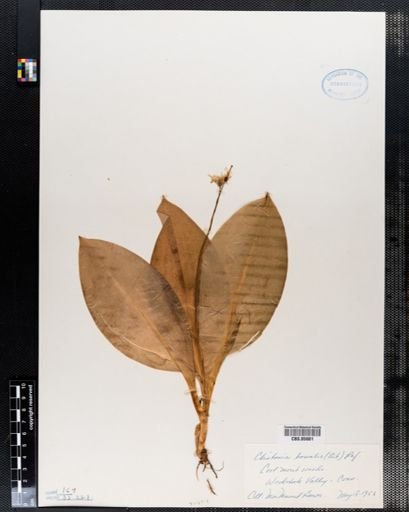 Clintonia borealis