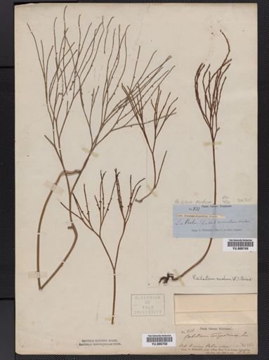 Psilotum nudum