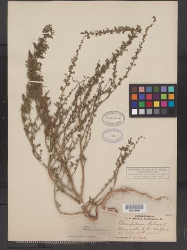 Chenopodium botrys