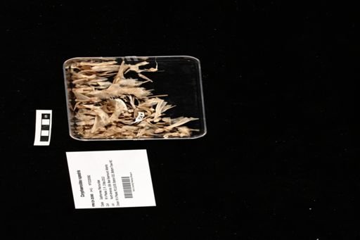Coryphaenoides rupestris