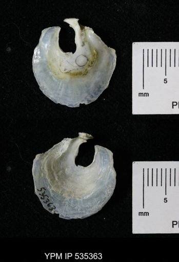 Anomia glabra