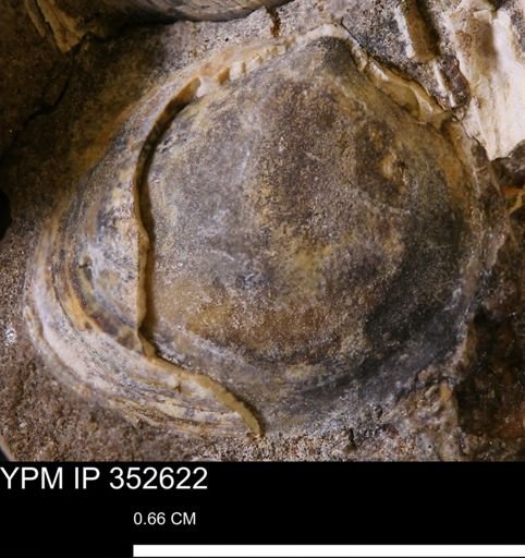 undet. Bivalvia