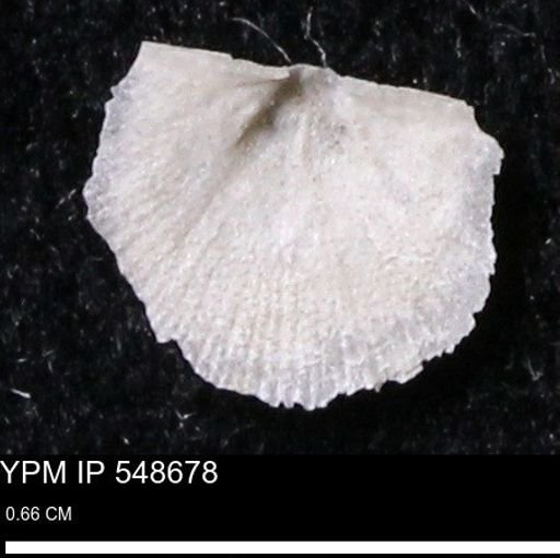 Stropheodonta perplana