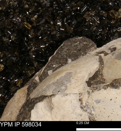 Protocardia?