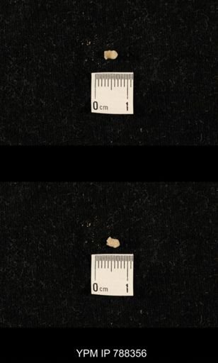taxon undetermined