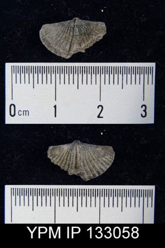 Spirifer pennatus
