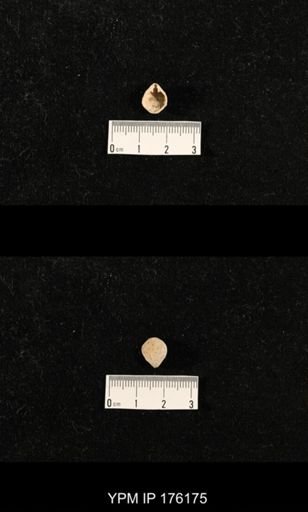 Dielasma sp.