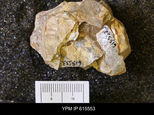 Inoceramus sp.