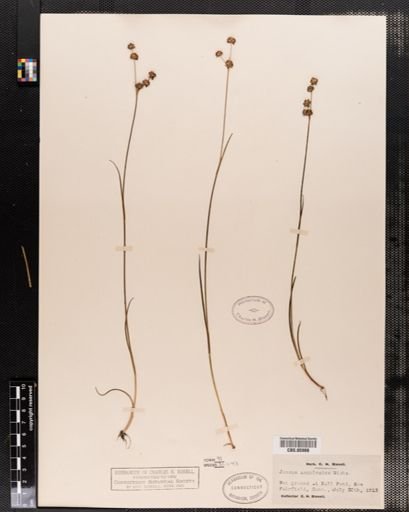 Juncus
