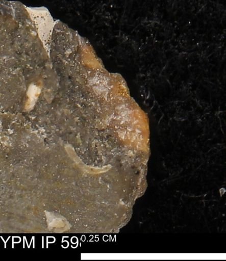 Limopsis striatopunctatus
