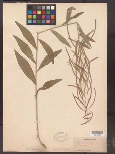 Arabis canadensis