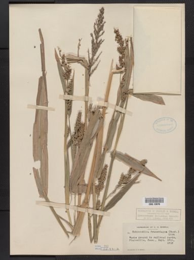 Echinochloa frumentacea