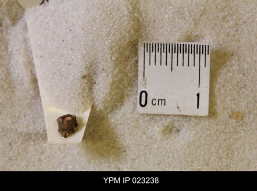 Hoploscaphites nicolletii