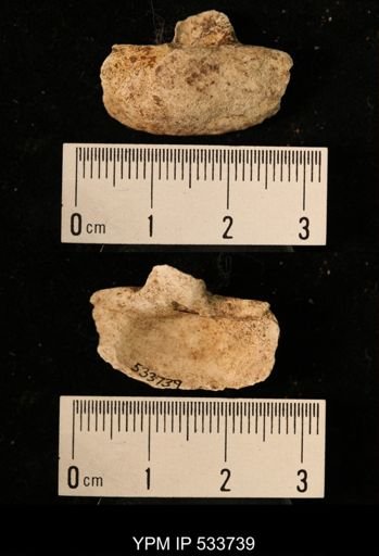 Mya truncata