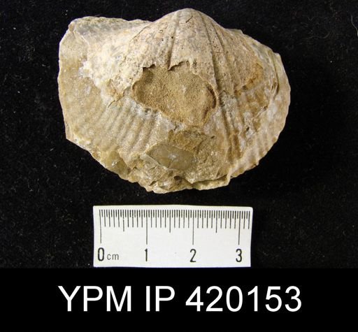 Spirifer (Mesochorispira) sp.