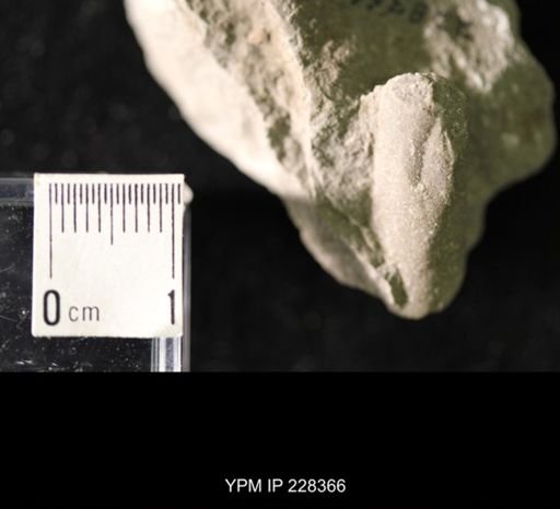 Pseudorthoceras knoxense