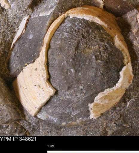 undet. Bivalvia
