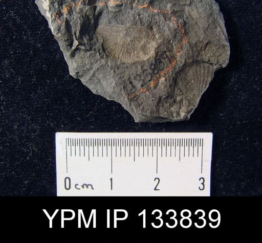 Stropheodonta inaequistriata
