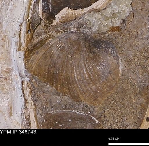 Limopsis striatopunctatus