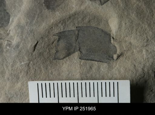 Eurypterus sp.