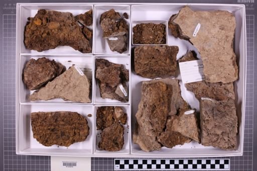 mixed taxa, stratigraphic collection