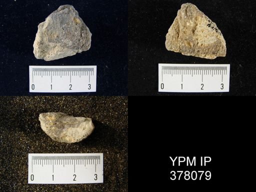 Aulosteges medlicottianus