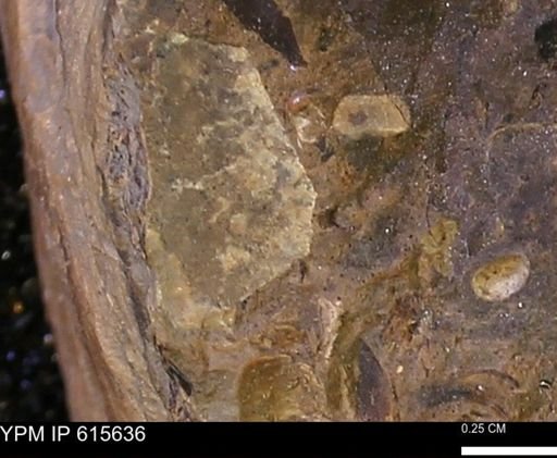 undet. Mollusca
