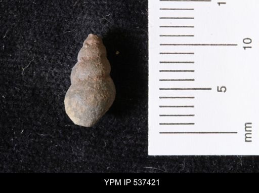 Goniobasis ortmanni