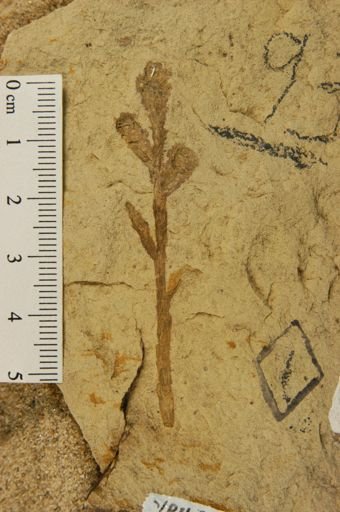 Sequoia affinis