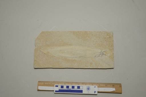 Plesioteuthis prisca