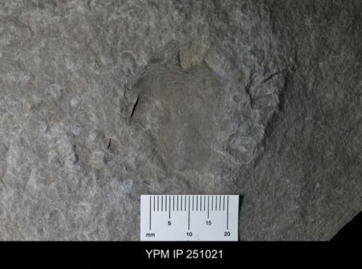undet. Cephalopoda