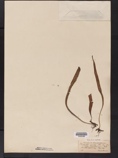 Polypodium
