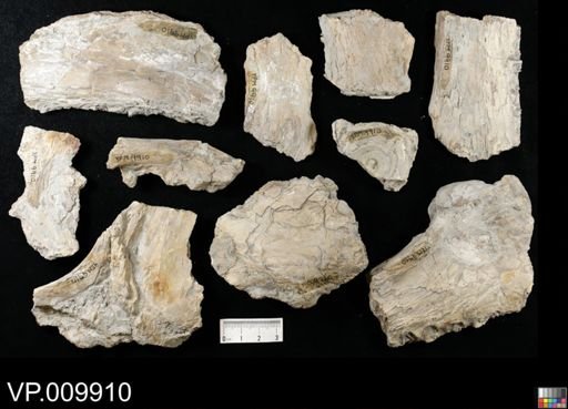 Xiphactinus sp.
