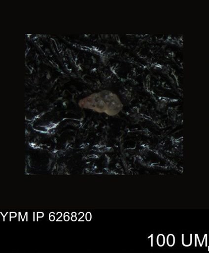 undet. Foraminiferida