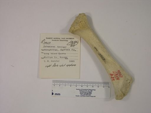 Teleoceras fossiger