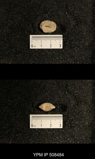 Astartella concentrica